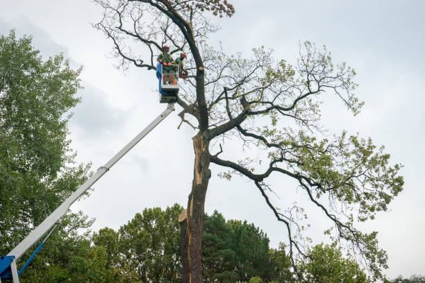 Professional Tree Services in Newville, PA